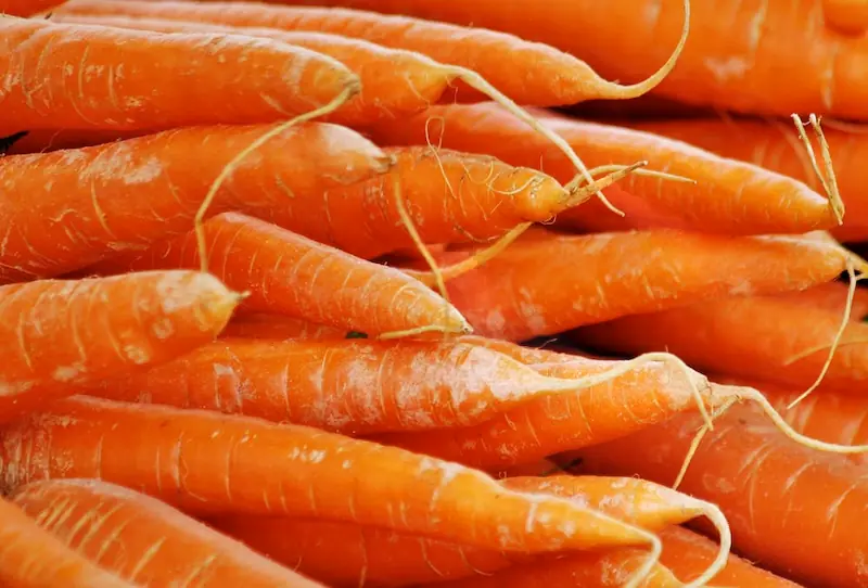 carotte serre