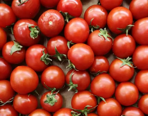 tomate en serre